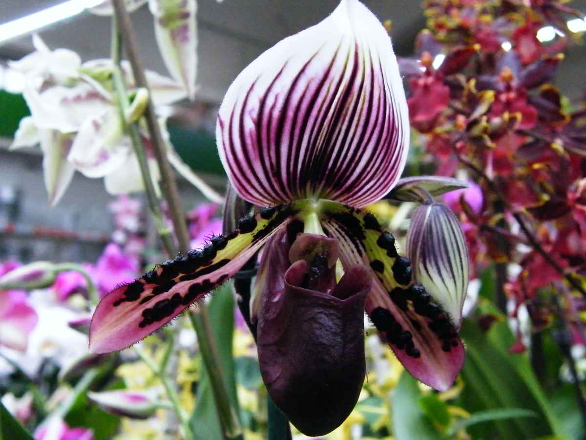 Orchideenblüte