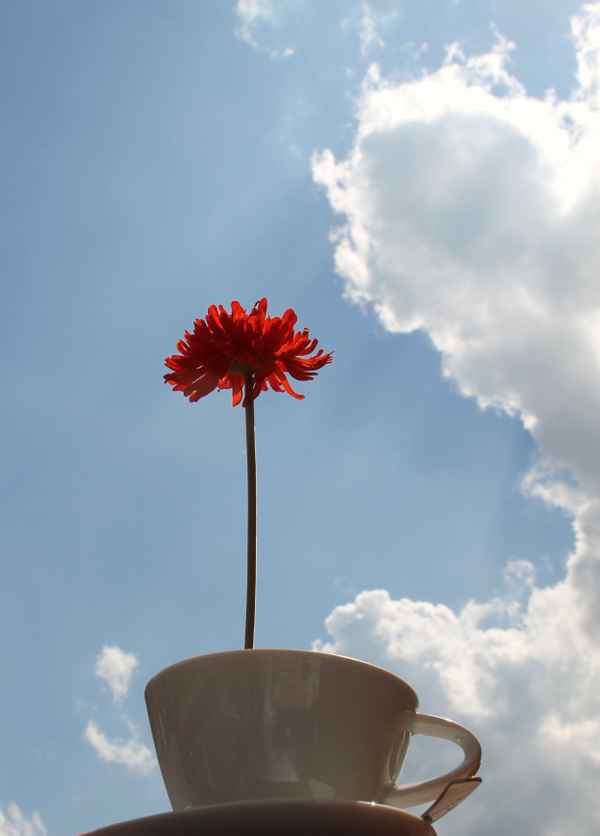 Blumiger Kaffee 02