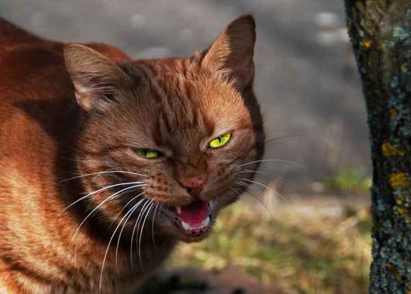 Wachsamer Kater   ---    grrrrrrrchch