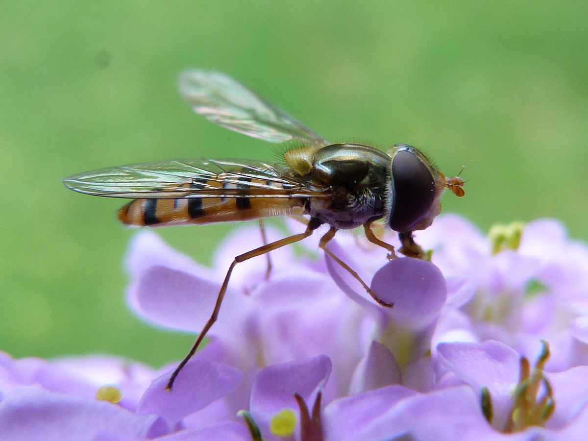 Schwebfliege