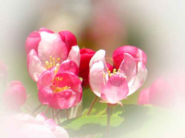 Apfelblüte