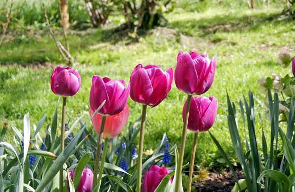 Tulpen magenta
