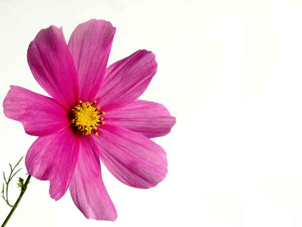 Cosmea