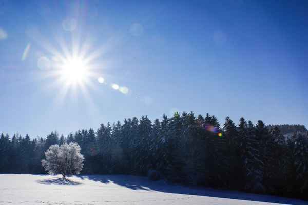 Laubbaum-Solo vor Schwarzwald-Tannen