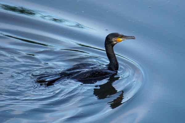 Kormoran