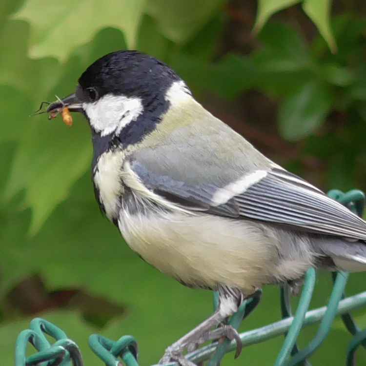 Kohlmeise mit toter Wespe im Schnabel
