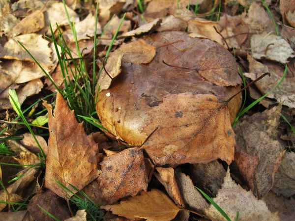 ein Krempling, noch ganz versteckt im Birkenlaub