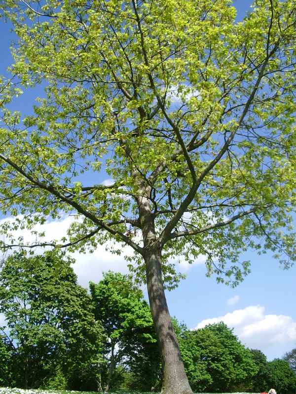 Der Frühling bringt das schönste Grün