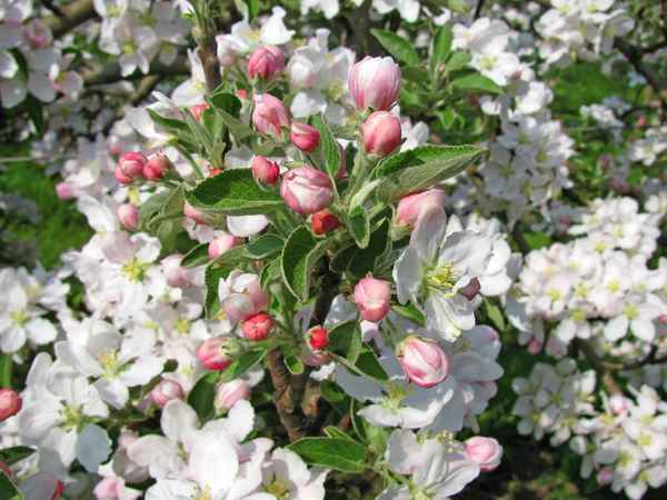 Südtirol: Apfelblüte 04