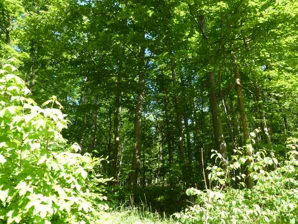 Waldeinblicke