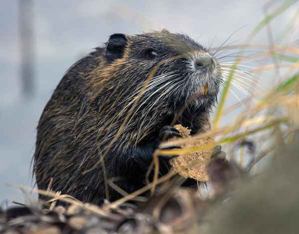 Nutria im Glück