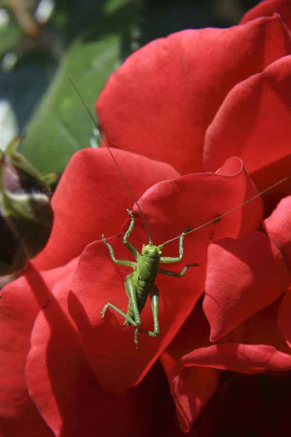 Rosenfreund - Grashopper