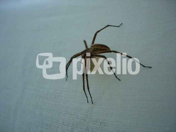 Spinne