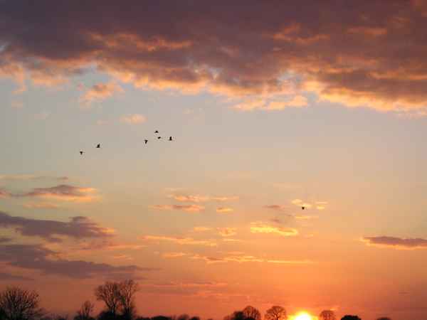 Kraniche am Abendhimmel