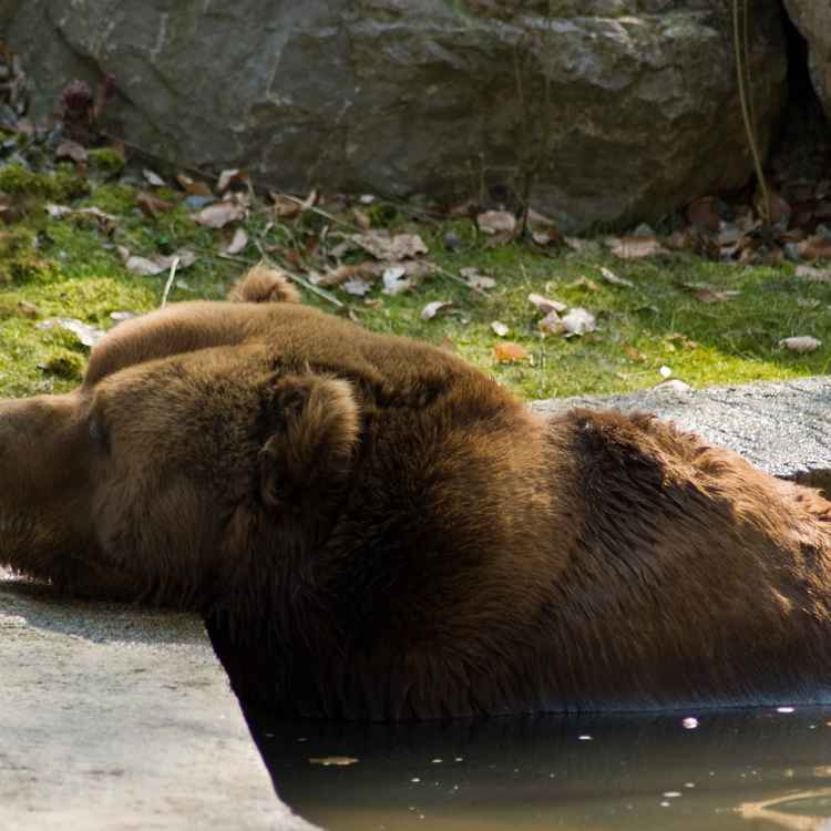 Braunbär am relaxen