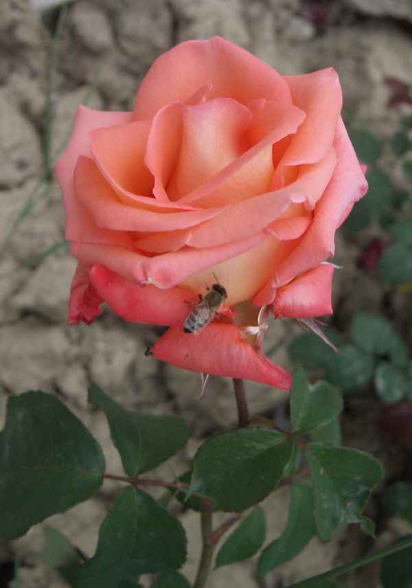Rose mit Biene auf einem Parkplatz...