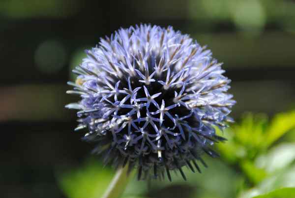 Kugeldistel