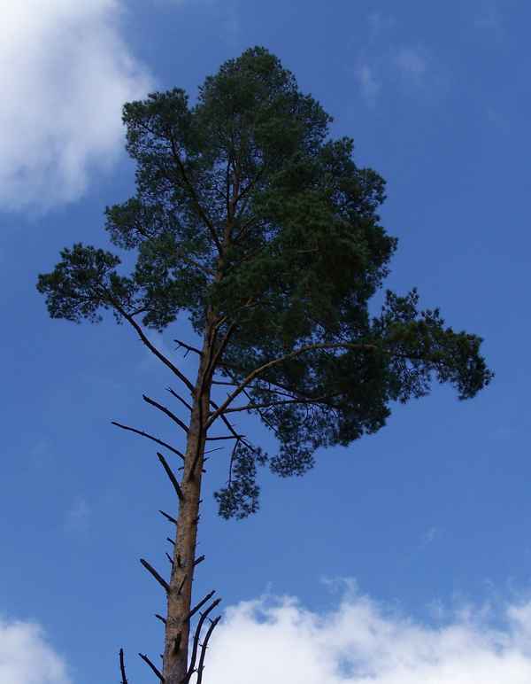il pino