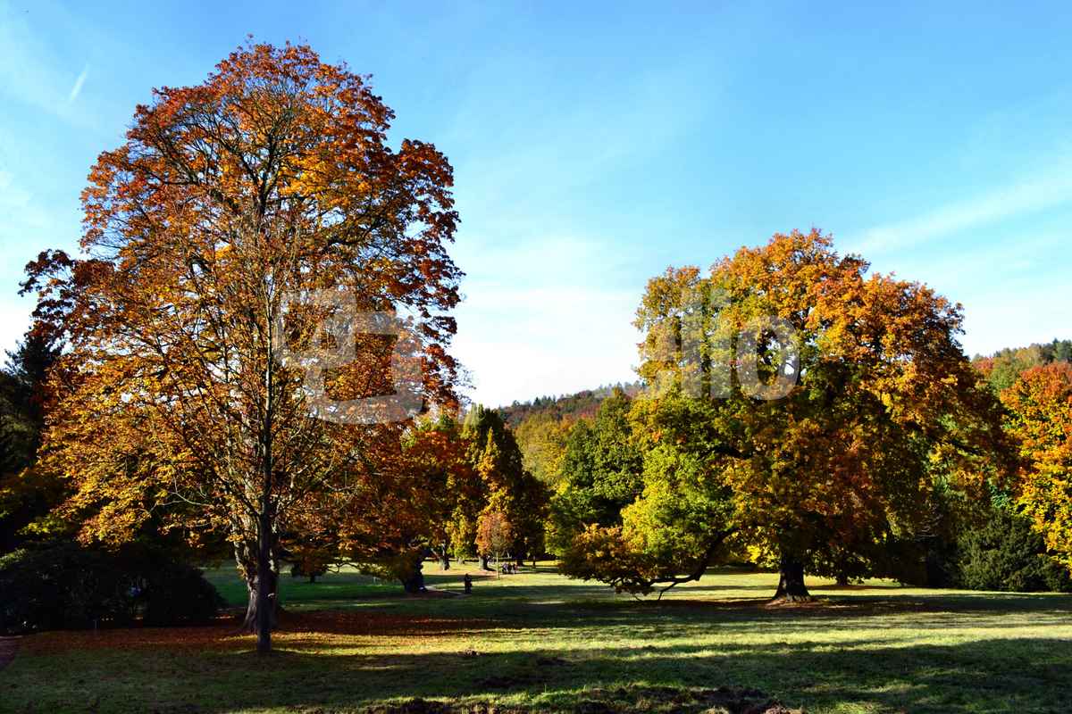 Herbst im Park