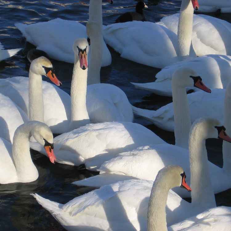 Schwäne am Lech im Herbst