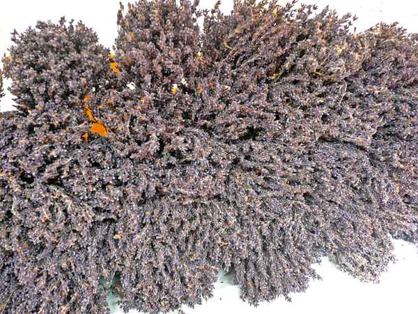 Lavendel