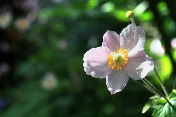 Regenblüte Herbstanemone