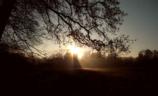 sonnenaufgang am waldrand