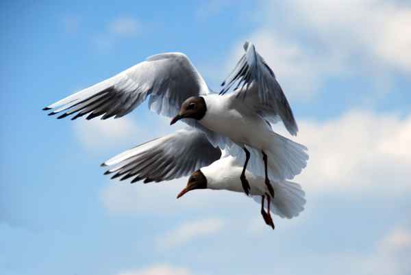 ... doppelt sieht Lachmöwe besser