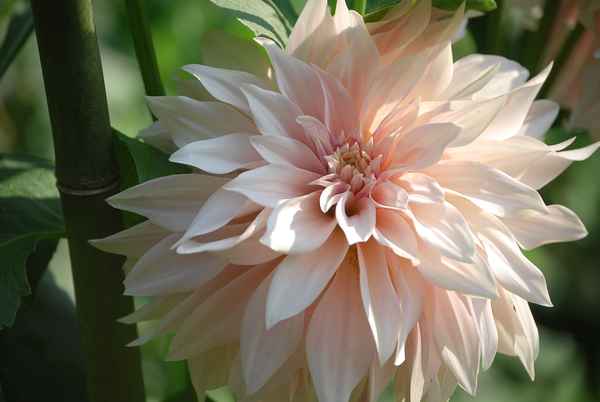 Dahlie