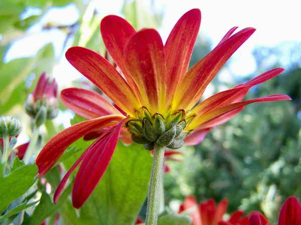  Aster oder Chrysantheme?