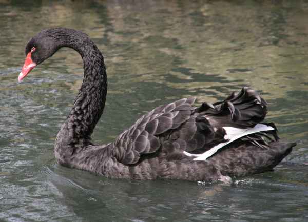 Der Trauerschwan ... (2)