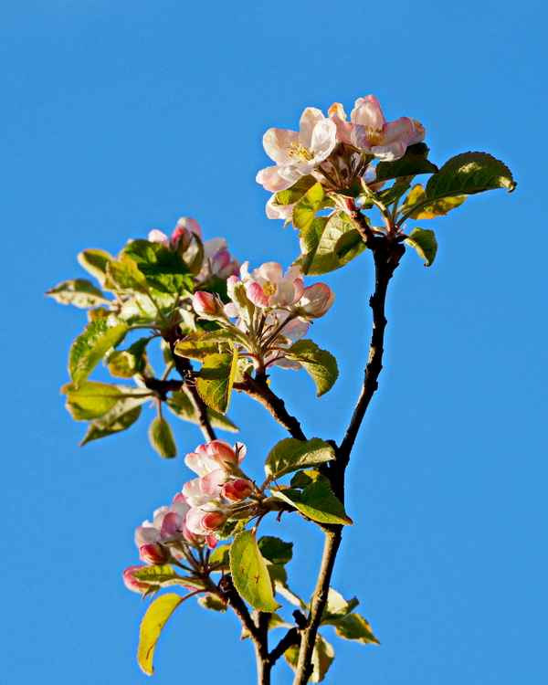 guten morgen liebe sonne 1