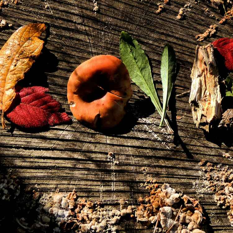 Herbstliebe