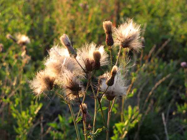 Schönheiten am Wegesrand