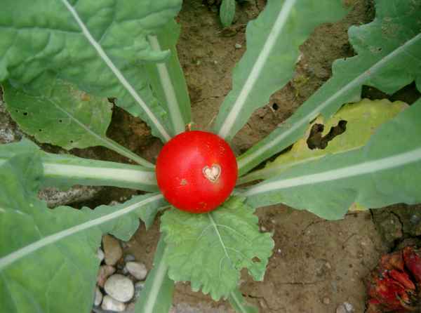Tomate mit Herz