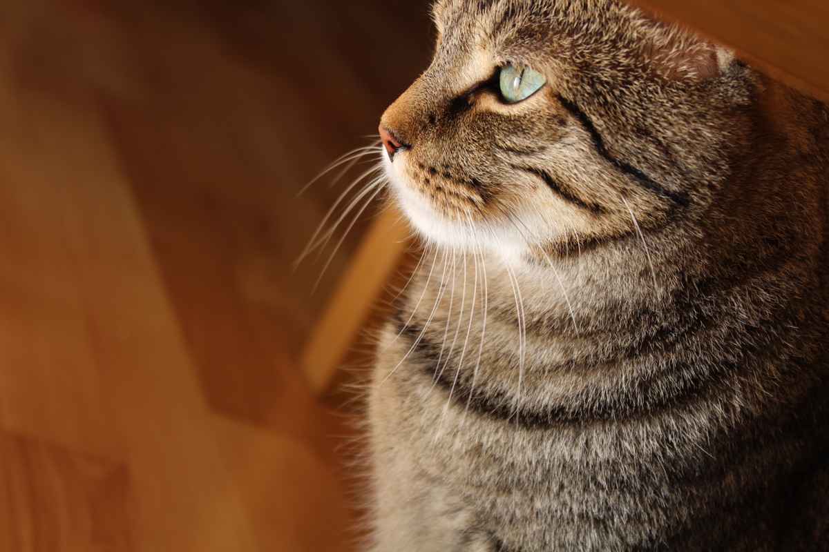 Kater Sammy