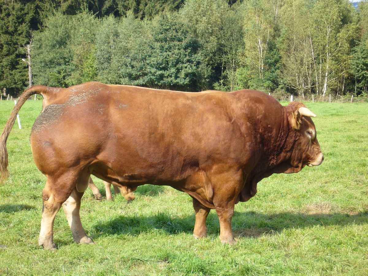 Limousin Bulle