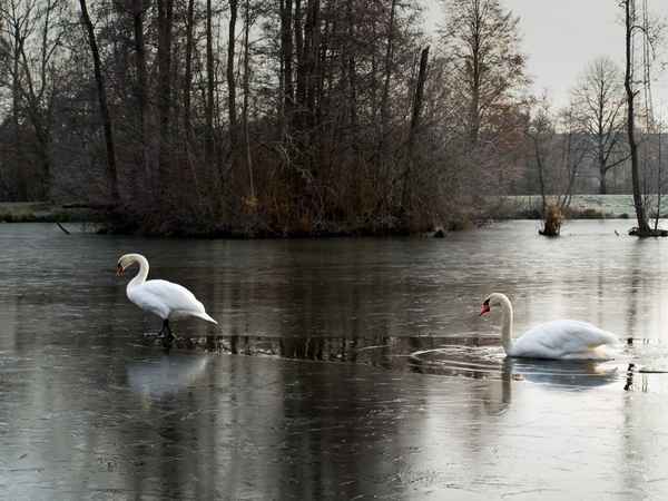 eine kleine bildergeschichte 03 : im gefolge