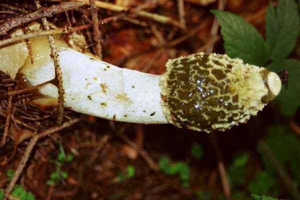 Phallus impudicus - Stinkmorchel
