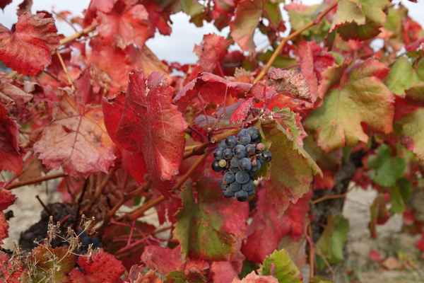 Weinberge im Herbst