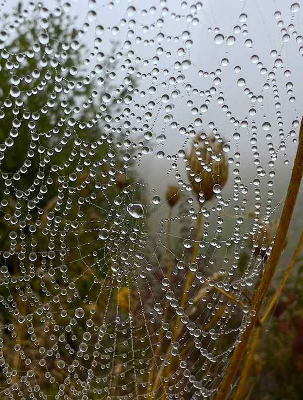 Spinnennetz im Morgentau