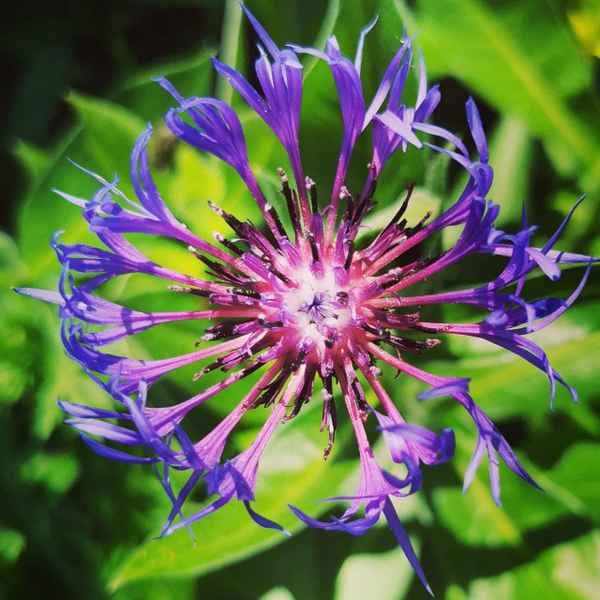 Berg-Flockenblume