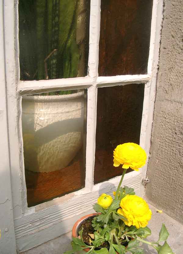 Blume am Fenster