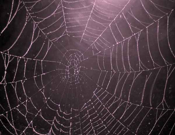 Spinnennetz