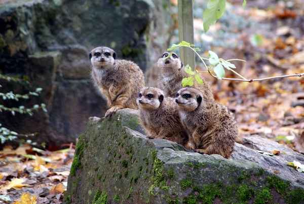 Erdmännchen