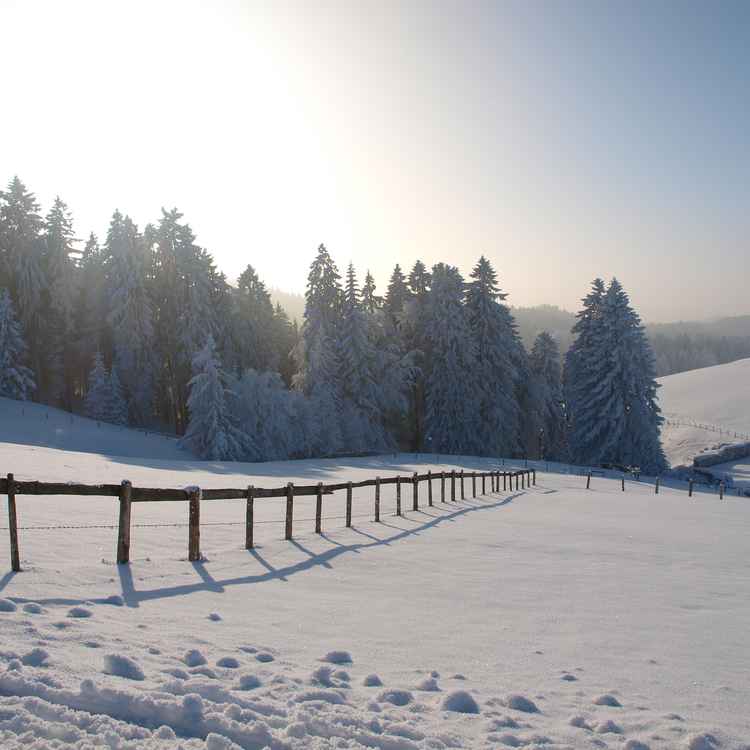 Verschneite Alm mit Bäumen