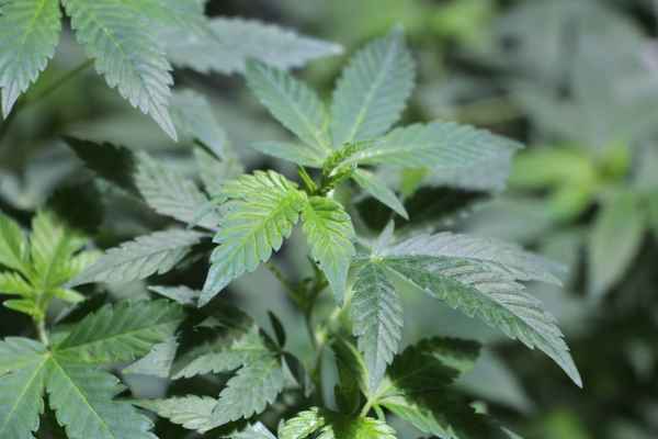 Cannabis, Hanf, Marihuana Foto