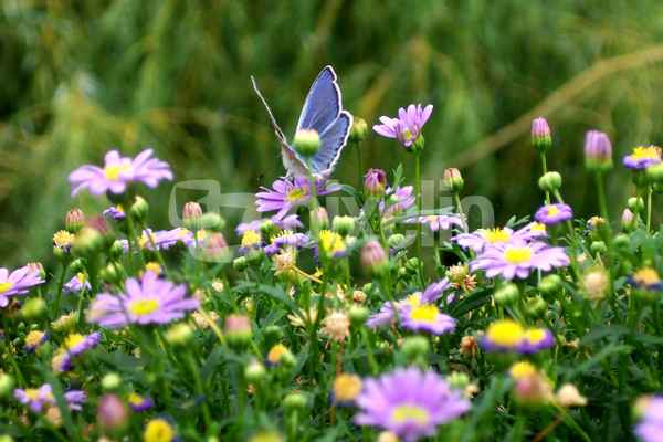Schmetterling