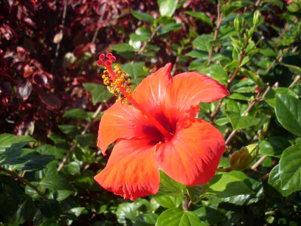 Hibiskusblüte rot