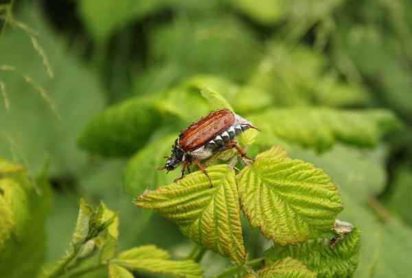 Maikäfer